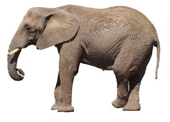 Side view of elephant standing against white background