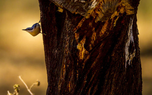 Close-up of bird perching on tree trunk