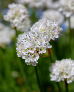 Close-up of white flowering plant