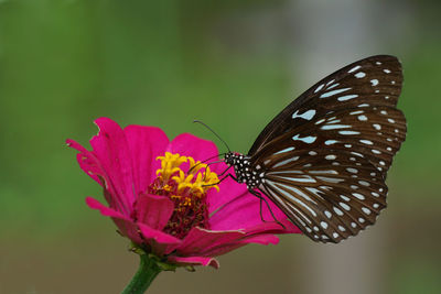 A beautiful blue tiger butterfly during the day perched on a flower with blurry background