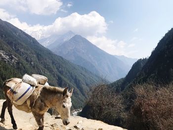 Donkey carrying sacks while walking on mountain