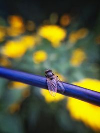 Close-up of insect on purple flower