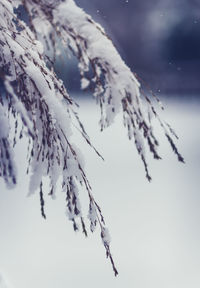 Close-up of snow covered tree against sky