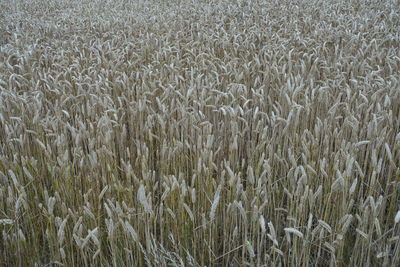 Full frame shot of dried plants on field during winter