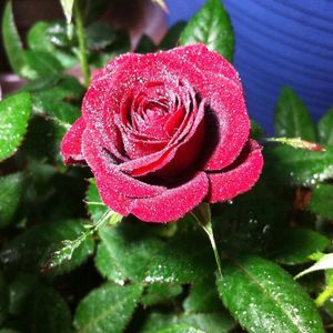 Close-up of wet red rose blooming outdoors