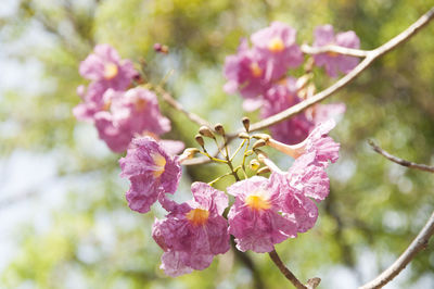 Close-up of pink flowers