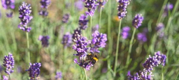 Close-up of bee on lavender flowers