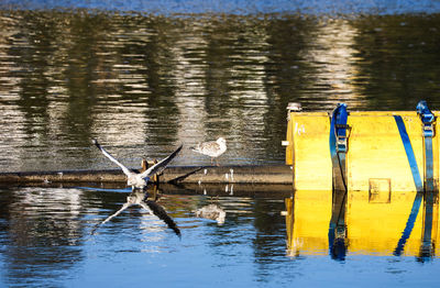 View of birds drinking water in lake