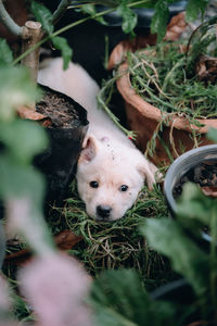 Portrait of a dog on field