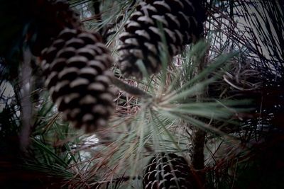 Close-up of pine cone on field