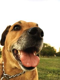 Close-up of dog against sky