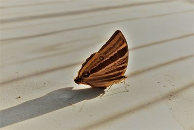 High angle view of butterfly on leaf