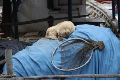 Close-up of dog sleeping