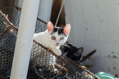 Close-up of cat