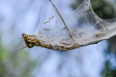 Close-up of insect on leaf