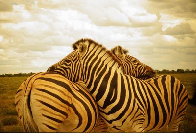 Zebras on field against sky