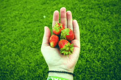 Cropped image of hand holding strawberries