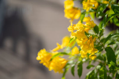 Close-up of yellow flowering plant