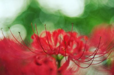 Close-up of red flower