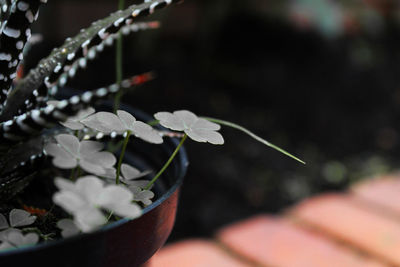 Close-up of plant against blurred background