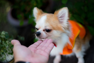 Close-up of hand holding small dog