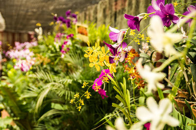 Close-up of purple flowers blooming outdoors