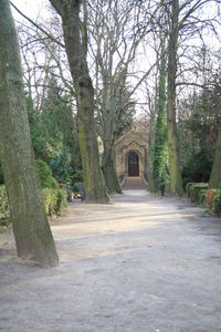 Narrow pathway along trees
