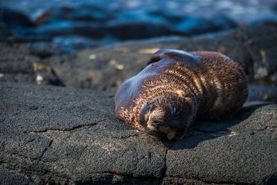 Close-up of seal sleeping on rocky shore