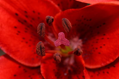 Close-up of red flower