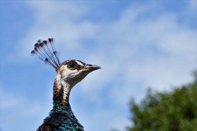 Close-up of peacock against sky