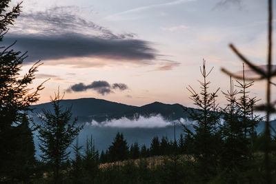 Silhouette trees in forest against sky