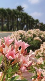 Close-up of pink flowers blooming outdoors