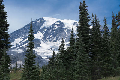 Scenic view of mount rainier by pines against sky