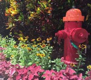 Close-up of red fire hydrant