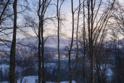 Bare trees in forest during winter