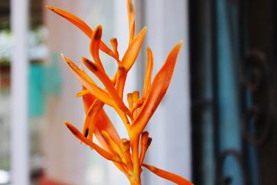 Close-up of orange flower