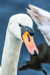 Close-up of swan