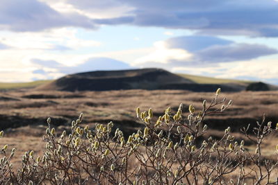 Scenic view of grassy field against sky