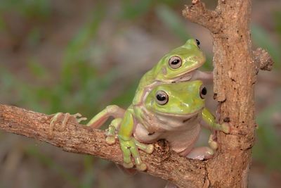 Close-up of frog on tree trunk