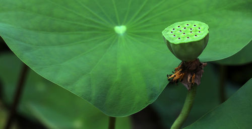 Close-up of lotus water lily