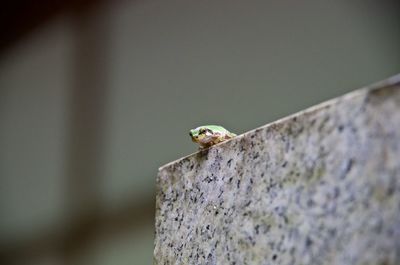 Low angle view of frog on wall