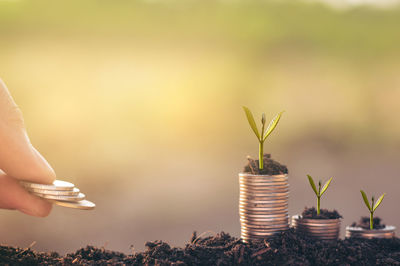 Cropped hand placing coins on soil