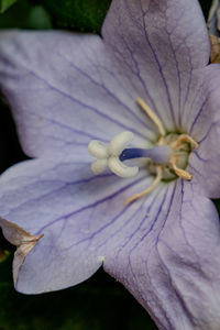 Close-up of purple iris flower