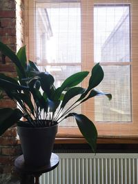 Close-up of potted plant on window sill at home