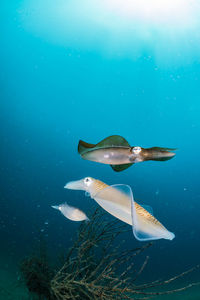 Spawning squid, wide angle
