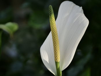 Close-up of white flower blooming outdoors