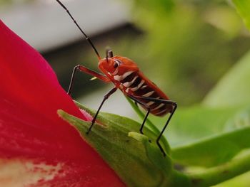 Close-up of insect on leaf