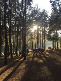 Sunlight streaming through trees in park against bright sun