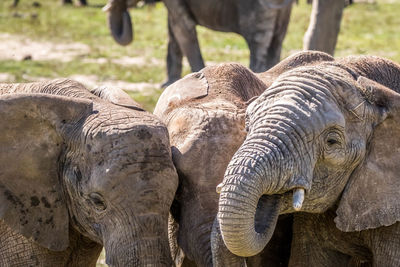 Close-up of elephant in zoo