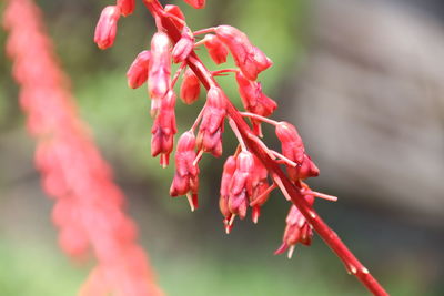 Close-up of red flowering plant